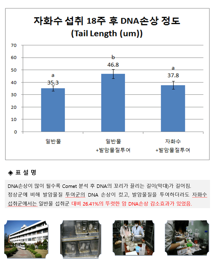 자화수 섭취 18주 후 DNA 손상 정도 연구 자료